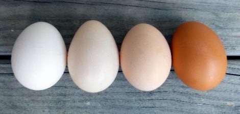 Anatomy of an Egg Image